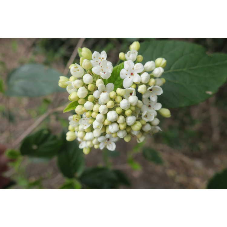 Flower buds