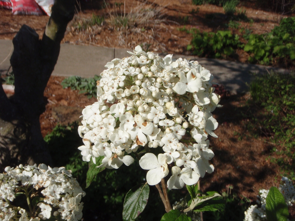 Viburnum 'Nantucket'