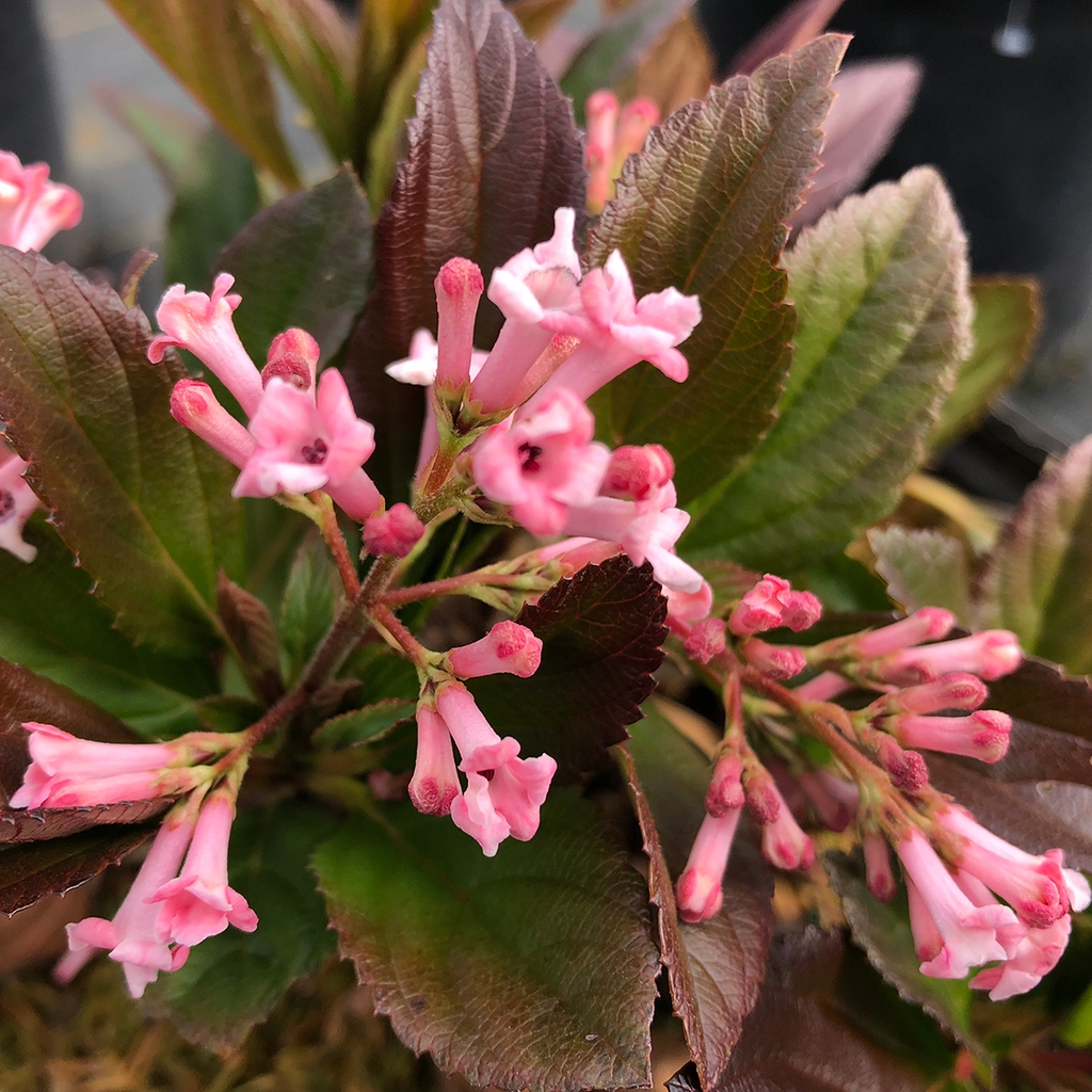 Tubular pink flowers
