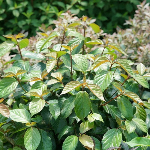 Leaves
