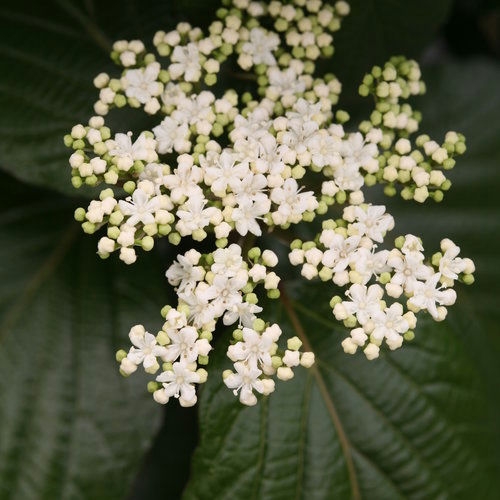 Flower clusters