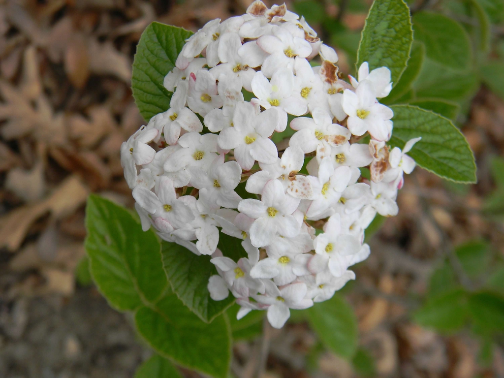 Viburnum carlesii