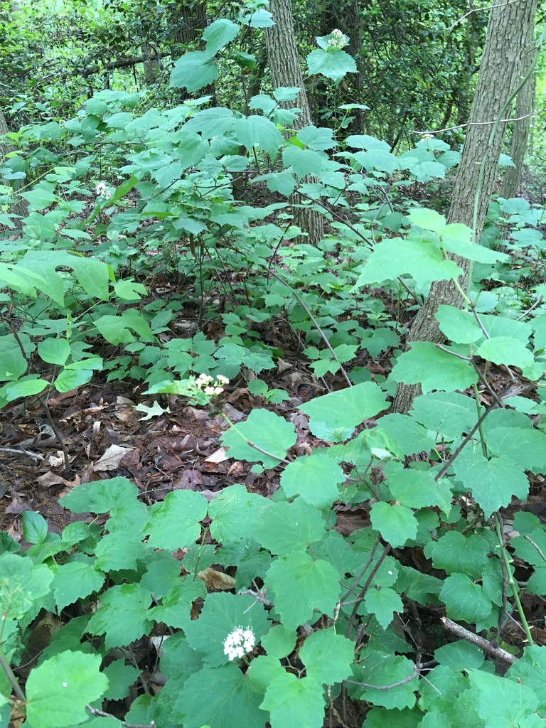 Native habitat