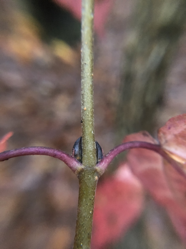 Stem