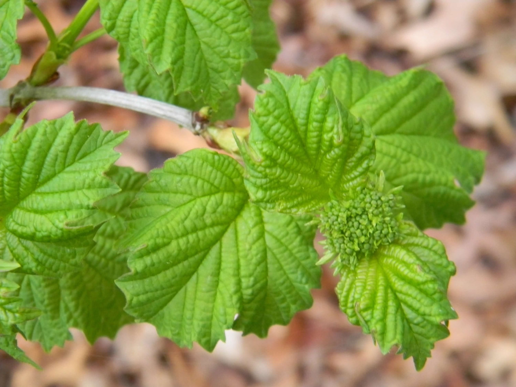 Close up of leaves (Buncombe County, NC)