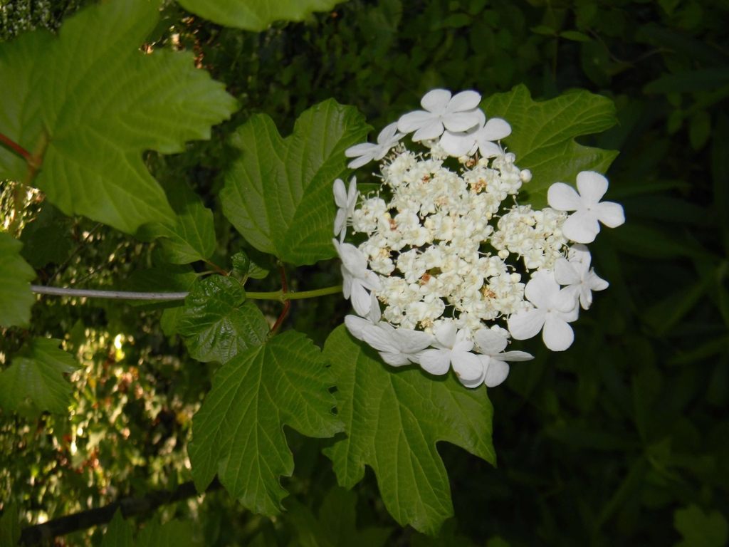 Flowers (Buncombe County, NC)