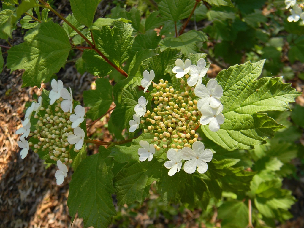 Flowers (Buncombe County, NC)