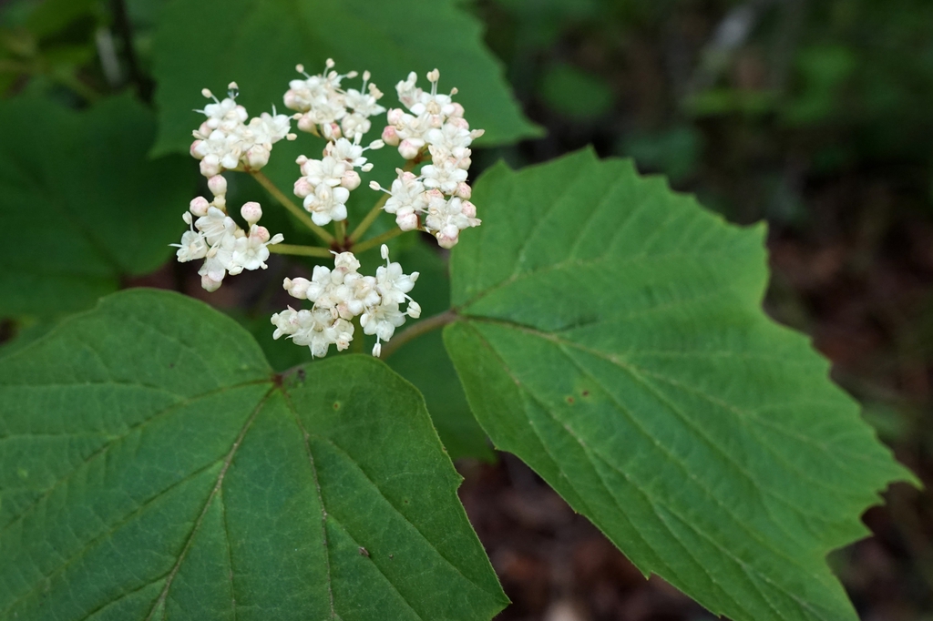 Close up of flower
