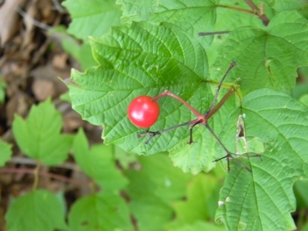 Fruit close up (Buncombe County, NC)
