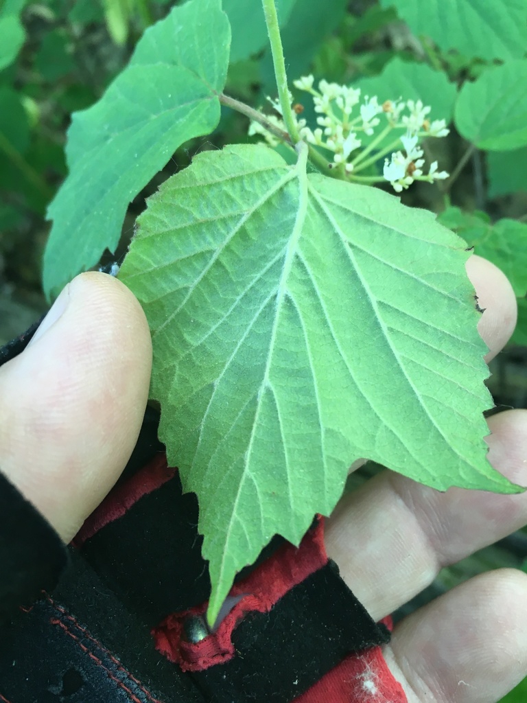 Underside of leaf