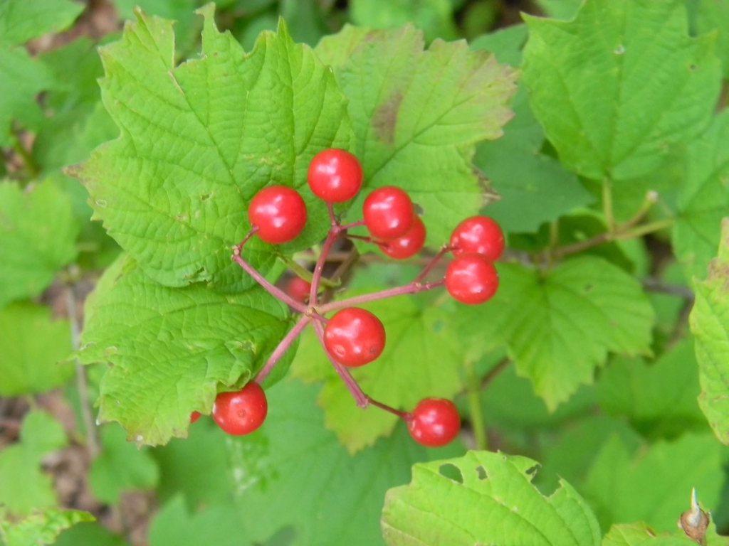 Fruit and Leaves (Buncombe County, NC)