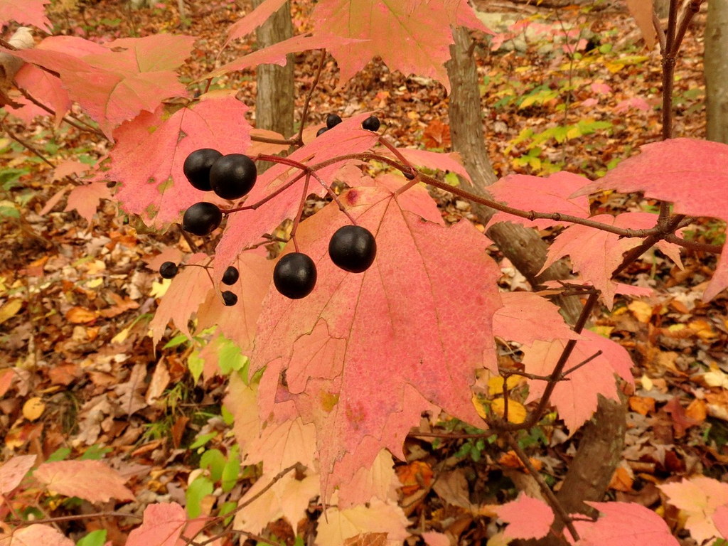 Fruit