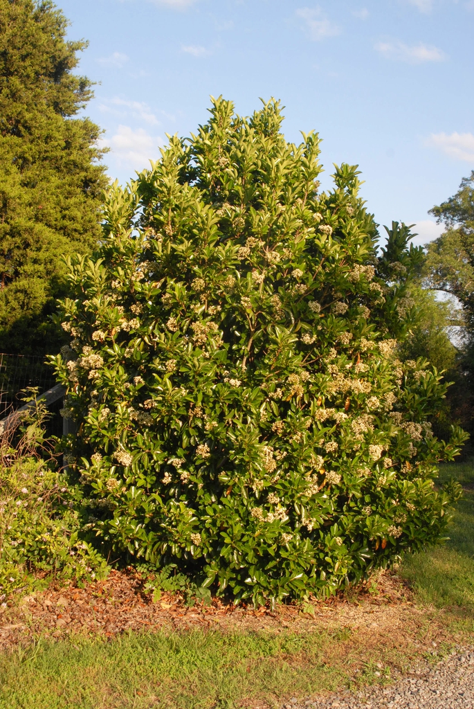 Form