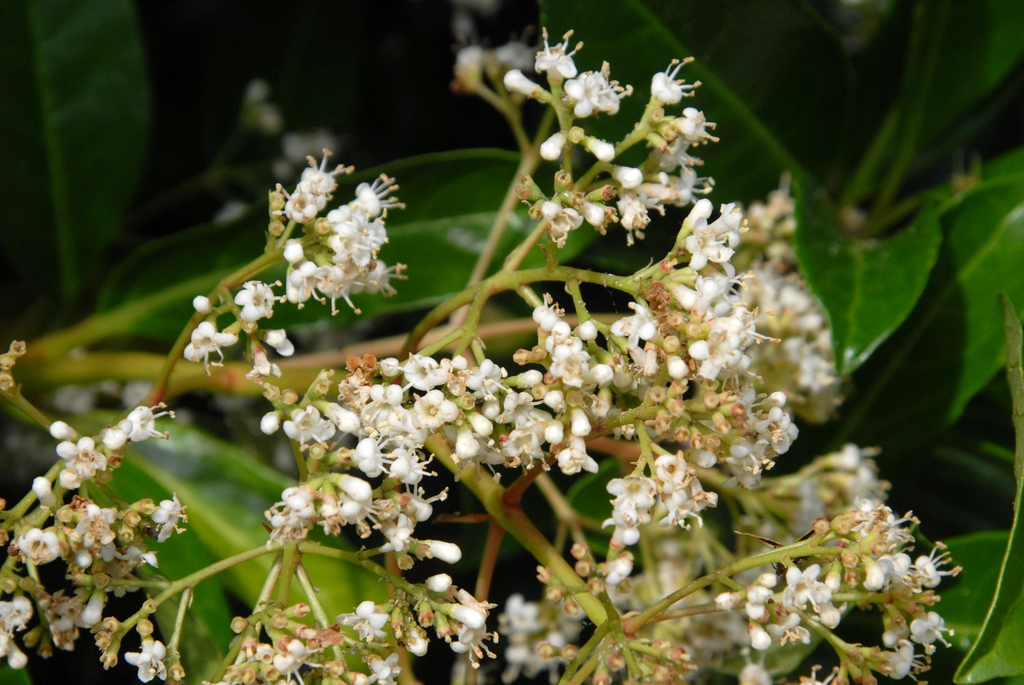 Viburnum awabuki 'Chindo'