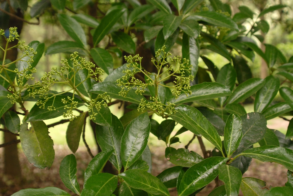 Flower Bud