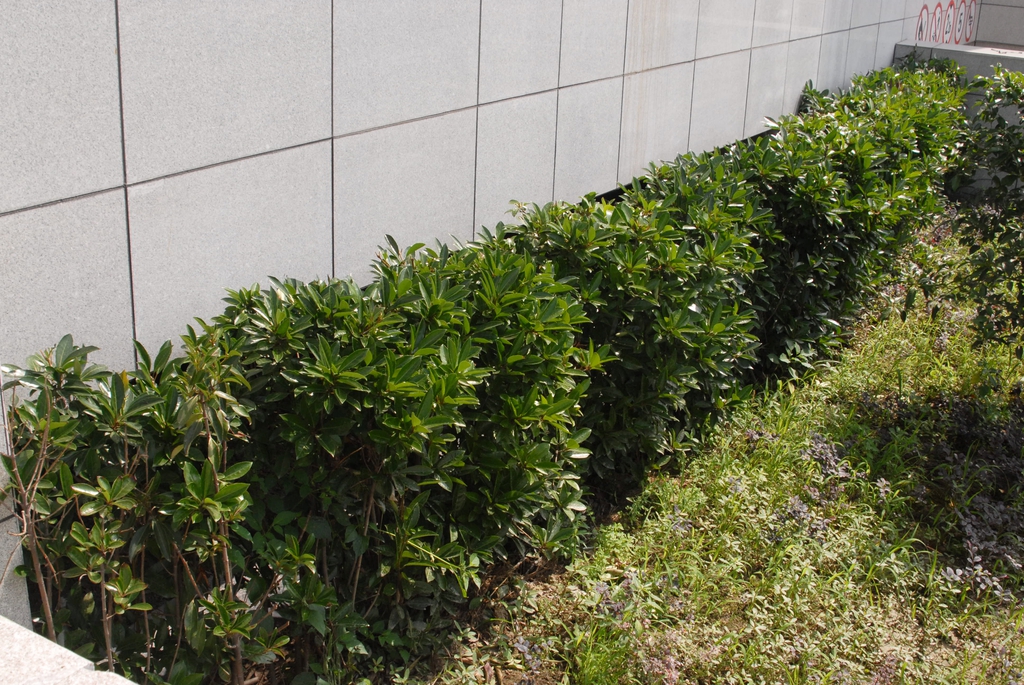 Viburnum awabuki