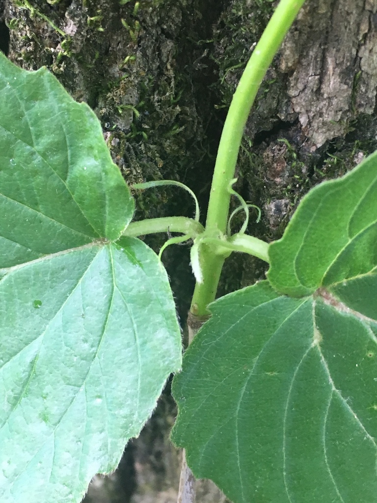 Stem