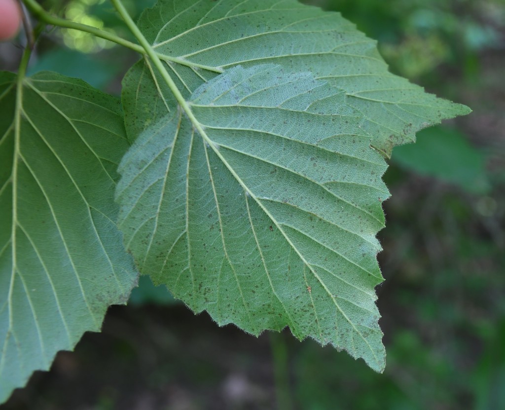 Underside of leaf