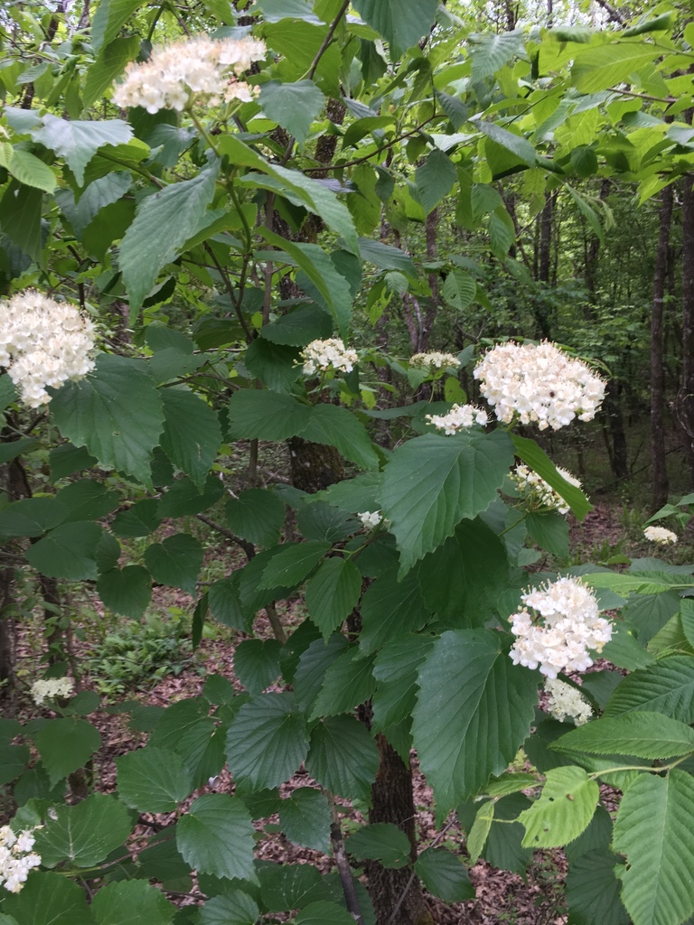 Form in bloom