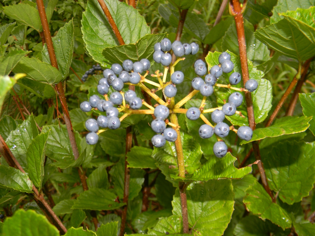 Viburnum bracteatum