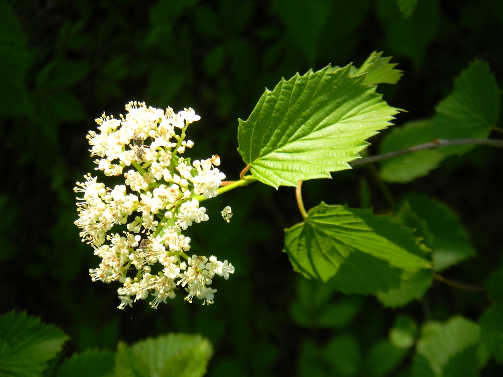 Viburnum bracteatum