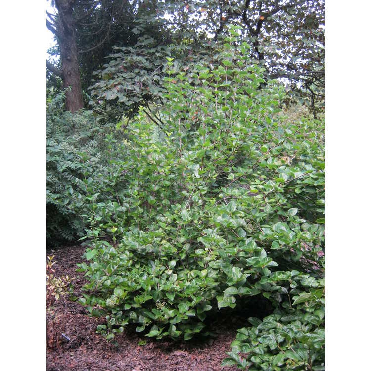 Viburnum bracteatum