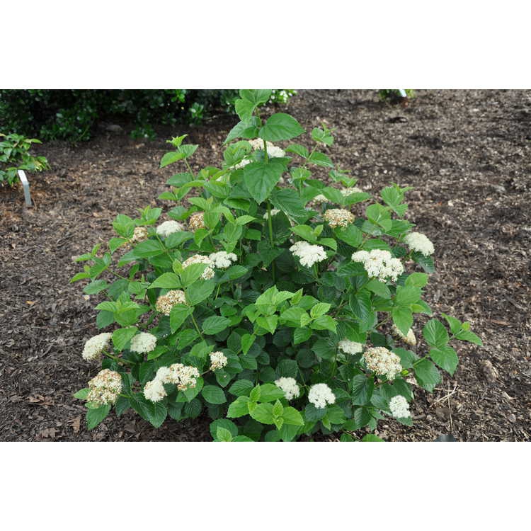 Viburnum bracteatum 'Emerald Luster'