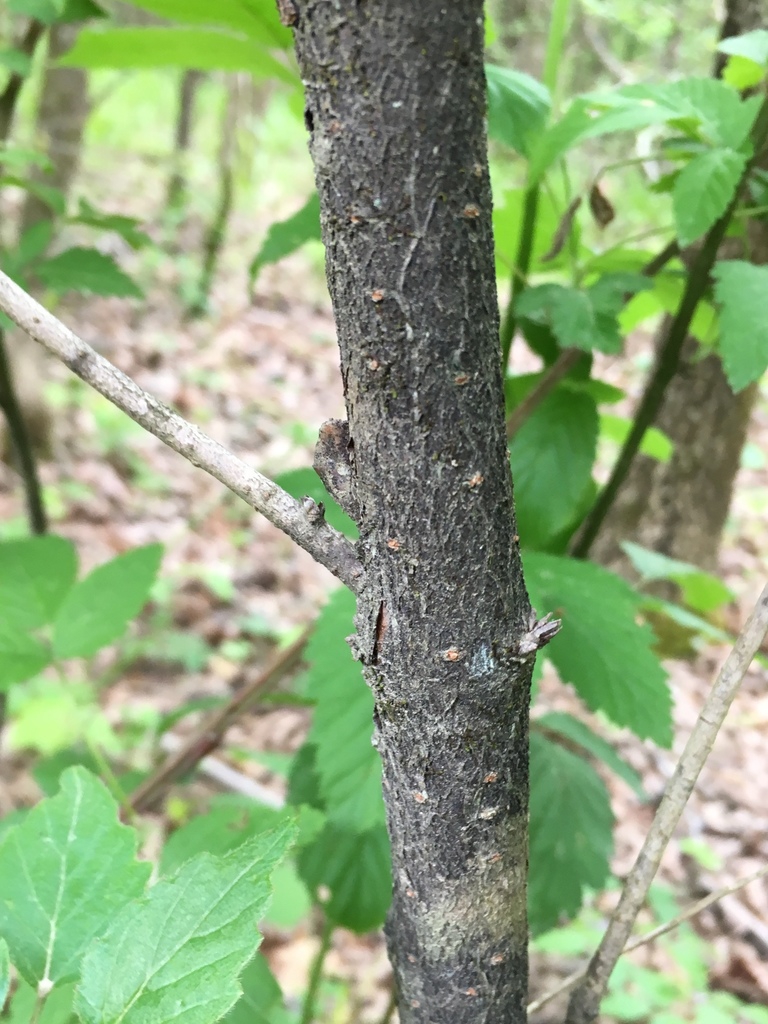 Bark