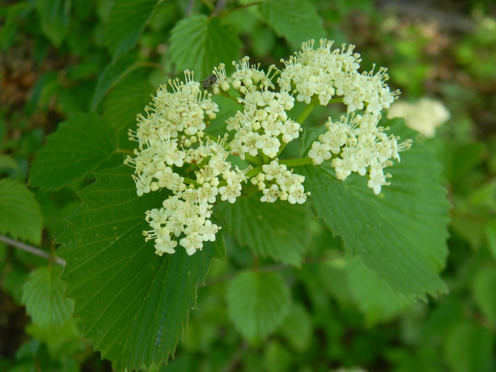 Viburnum bracteatum