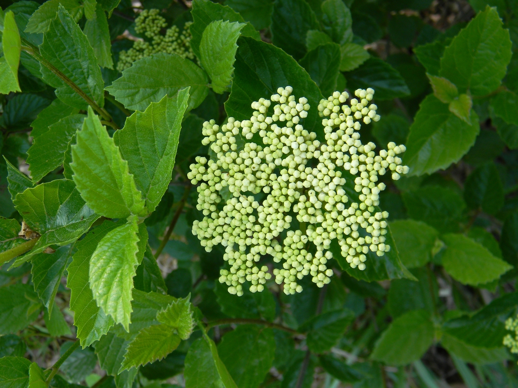 Viburnum bracteatum