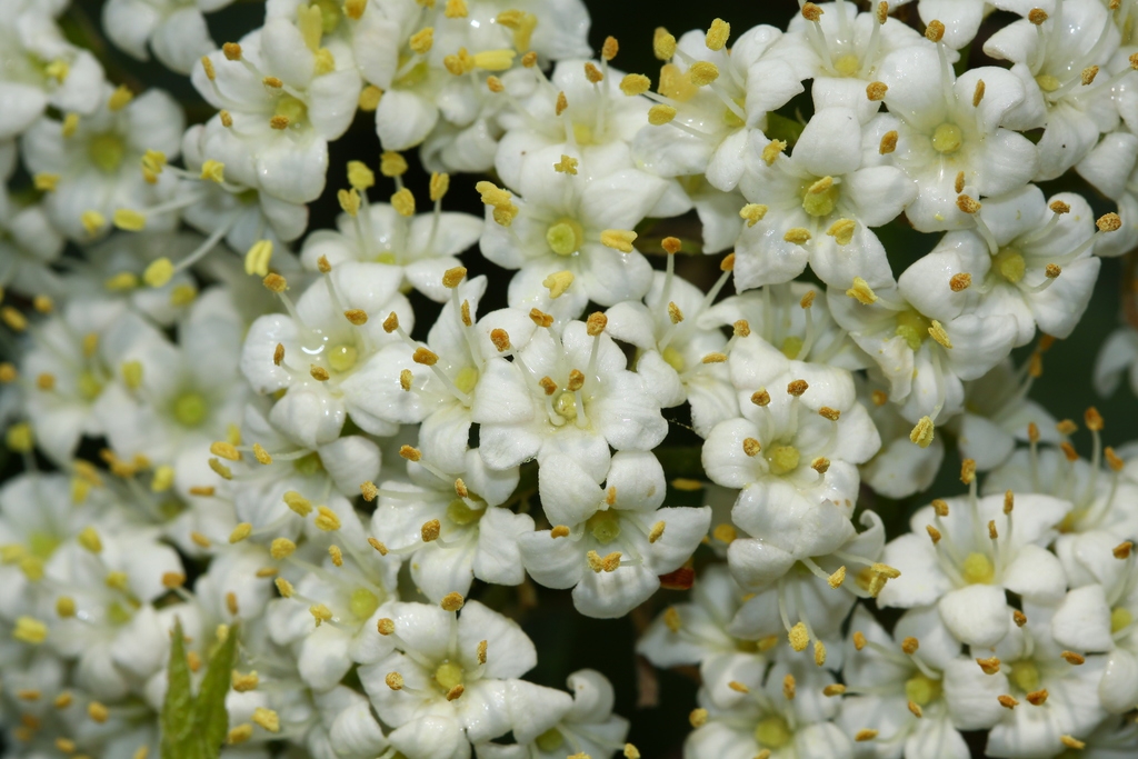 Close up of flower