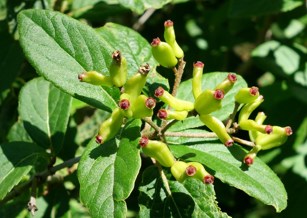 Fruit