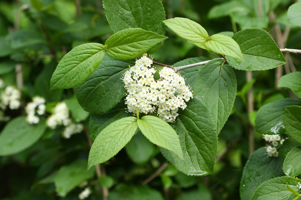 Leaves and flowers