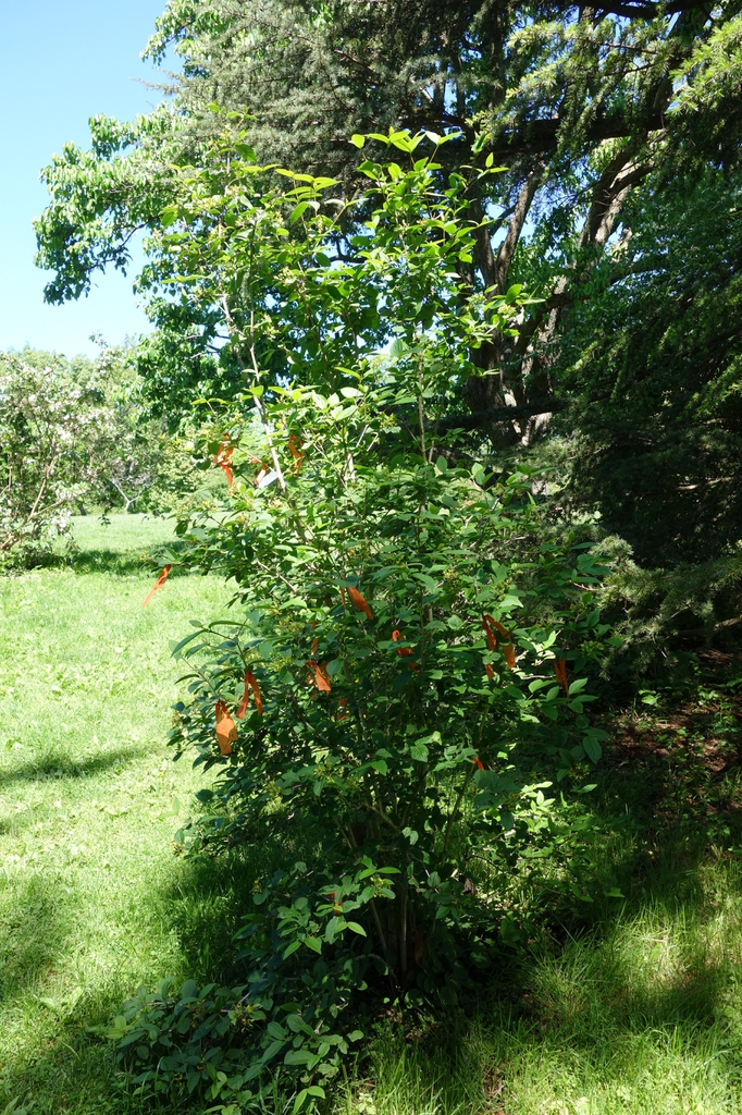 Form