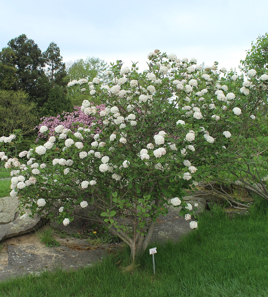 Viburnum x carlcephalum