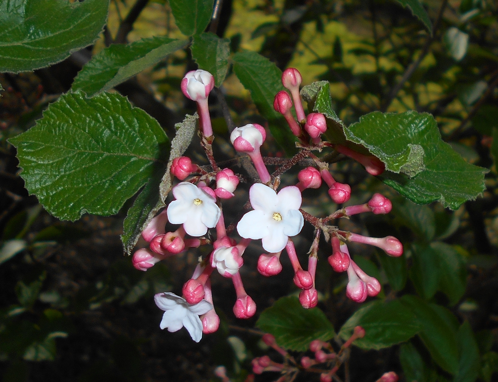 Viburnum carlesii