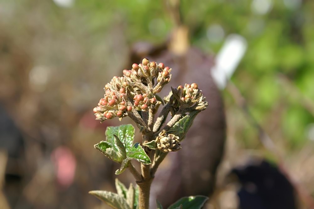 Viburnum carlesii