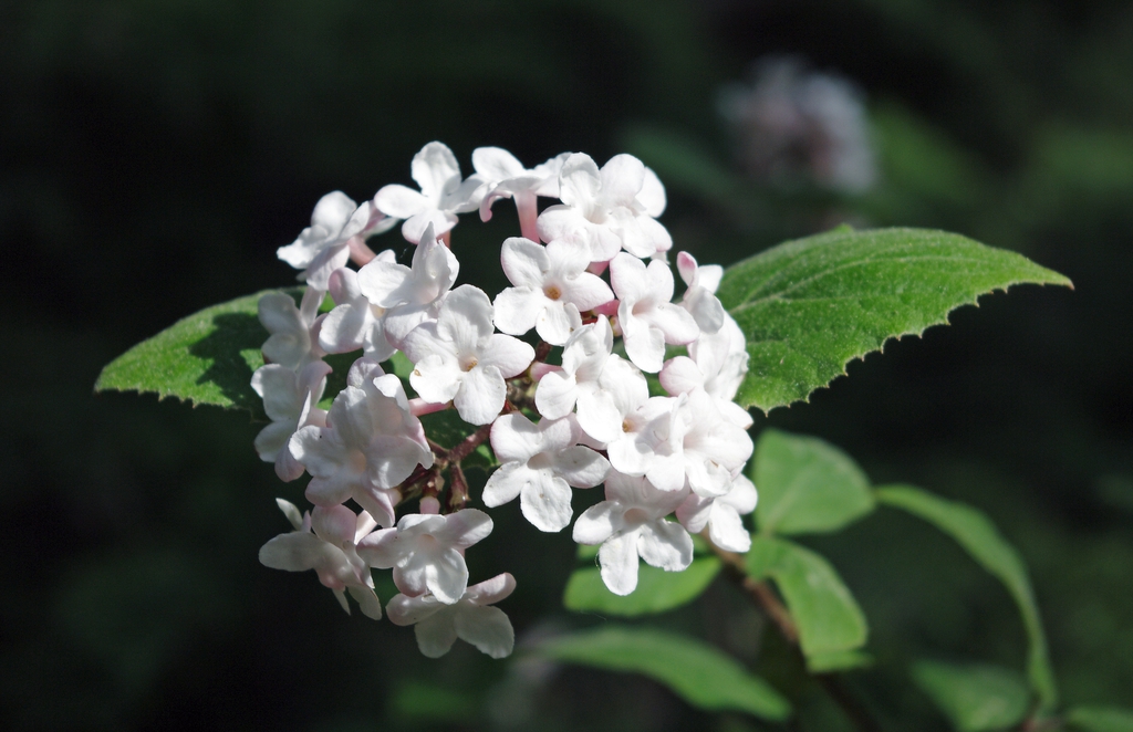 Viburnum carlesii