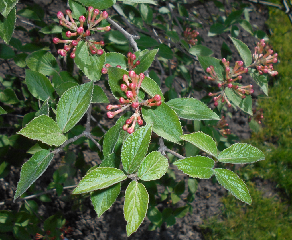 Viburnum carlesii