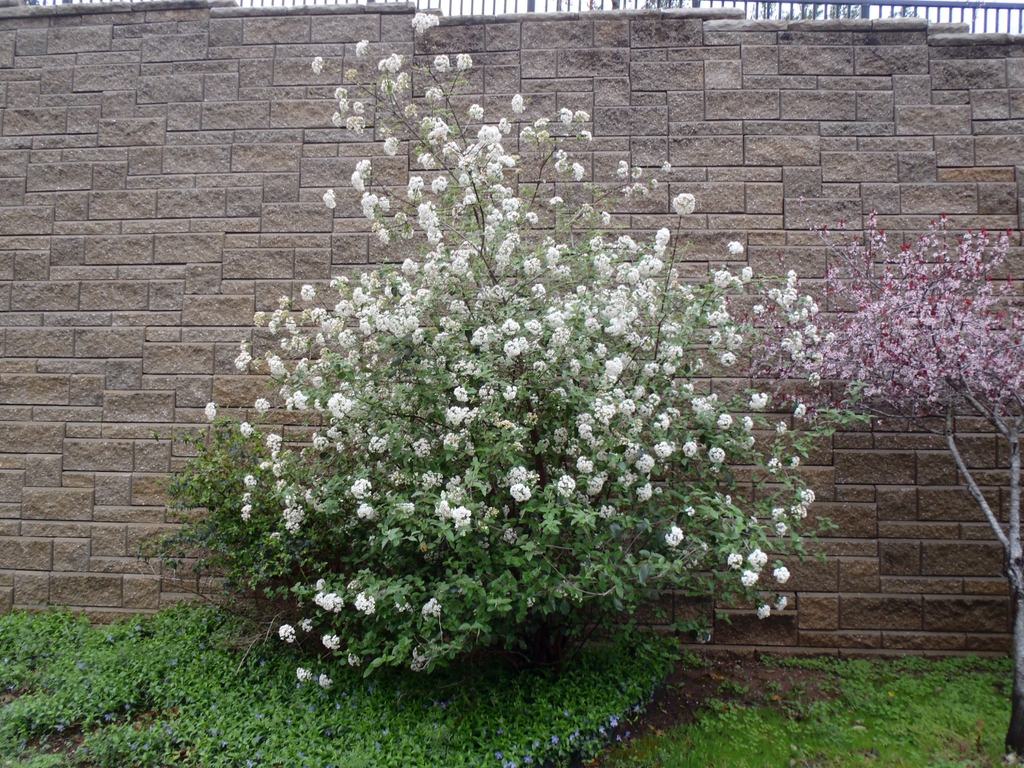 Viburnum carlesii