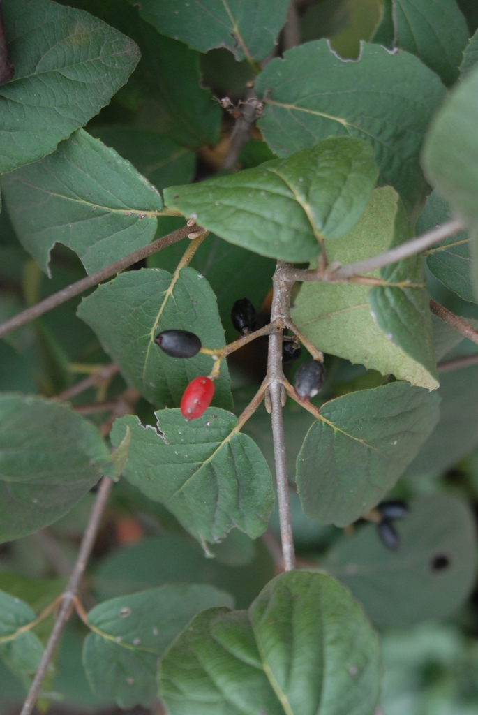 Fruit and Leaf