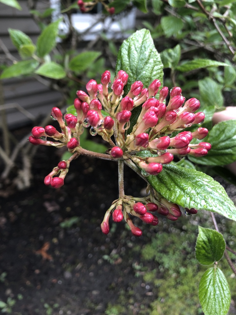 Fruit