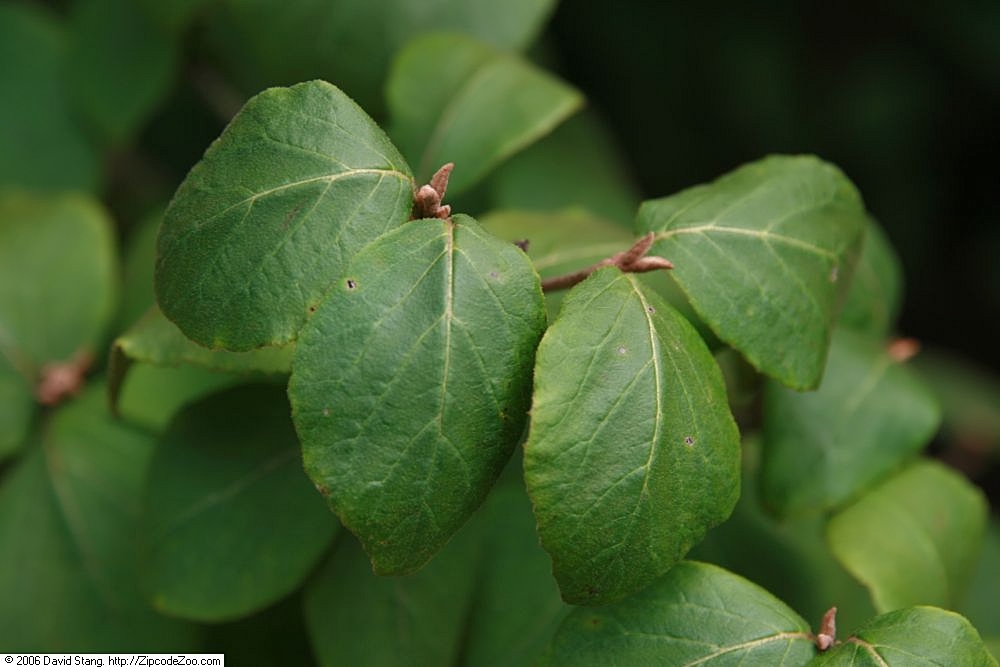 Leaves