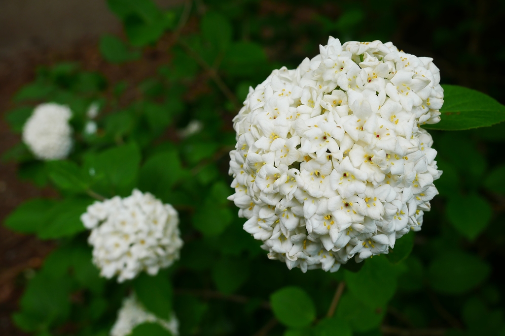White flowers in a snowball type cluster