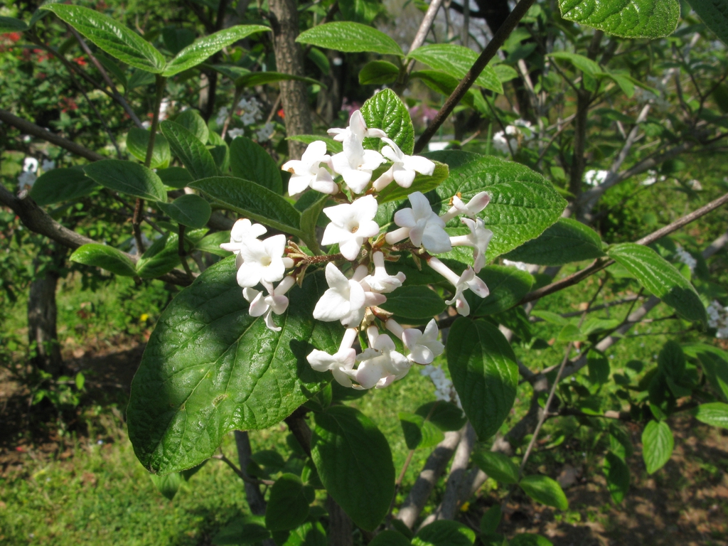 Form