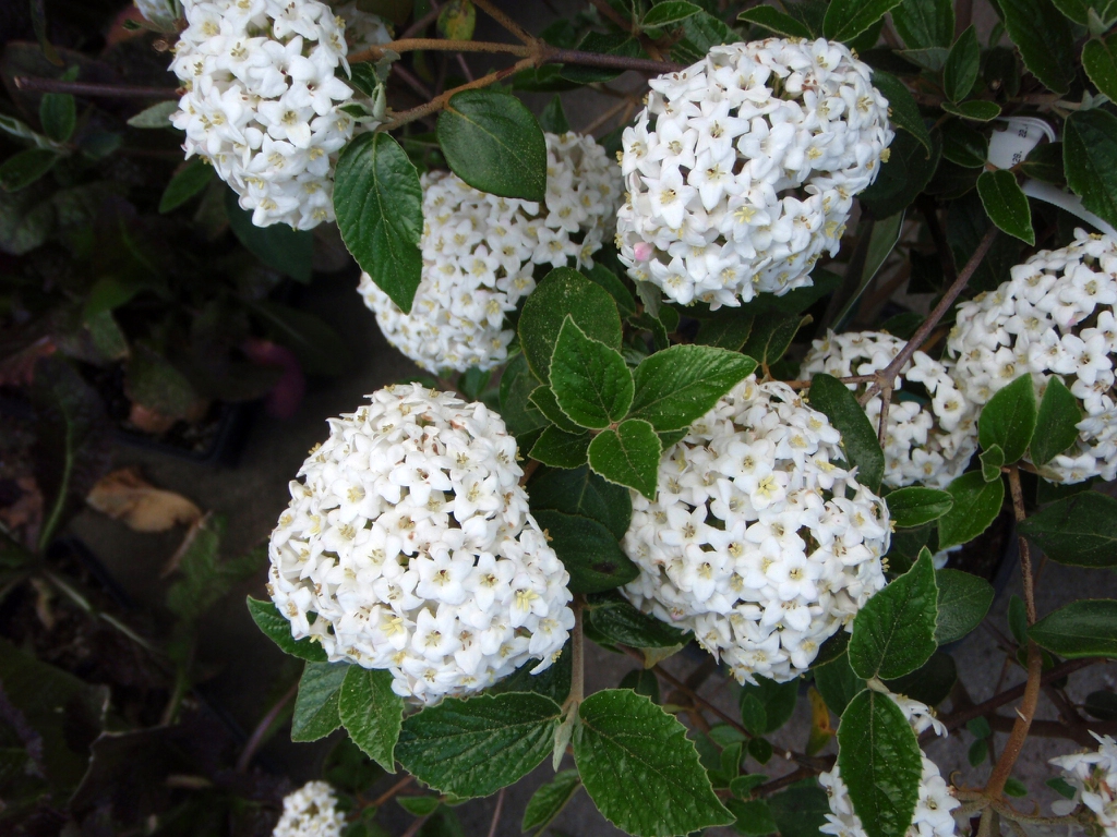 Viburnum carlesii