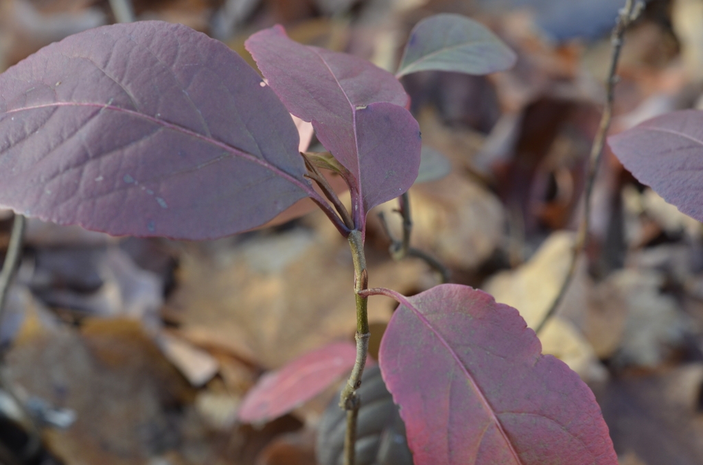 Fall color