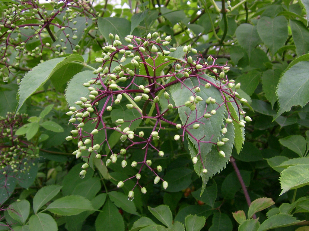 Viburnum cassinoides