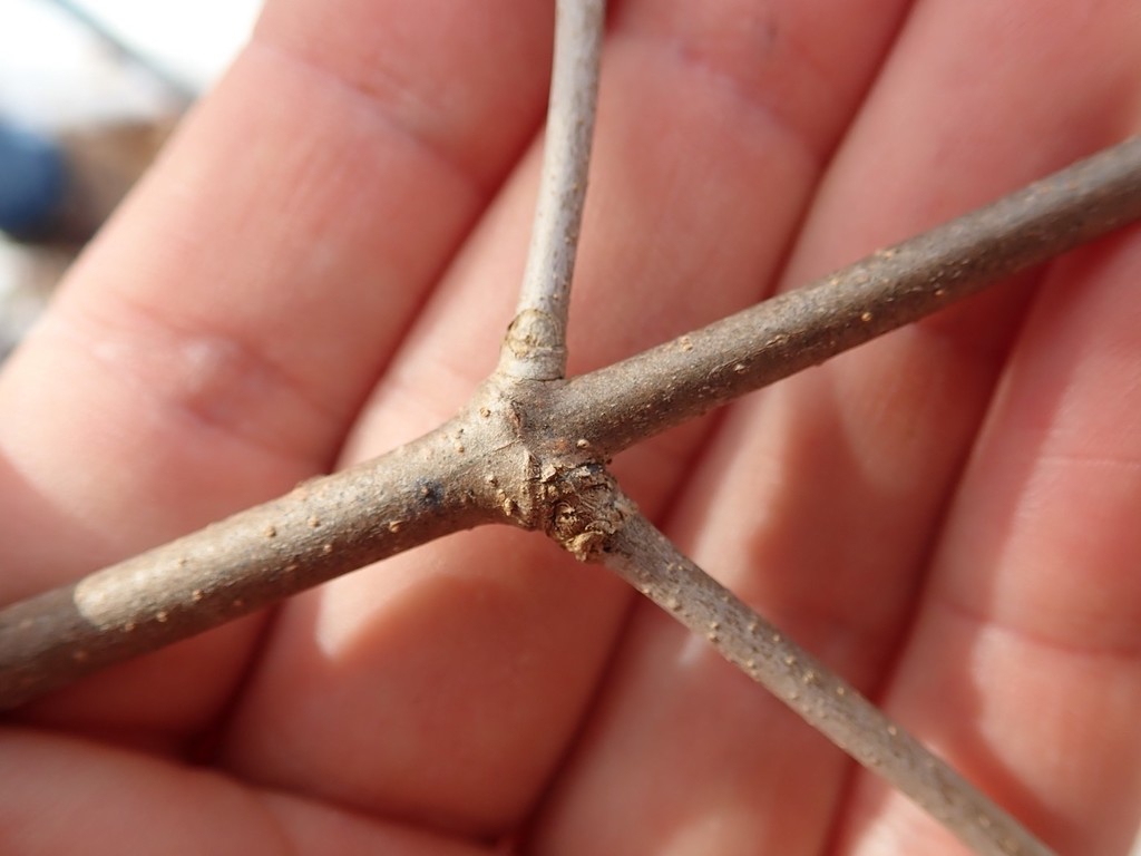 Stem