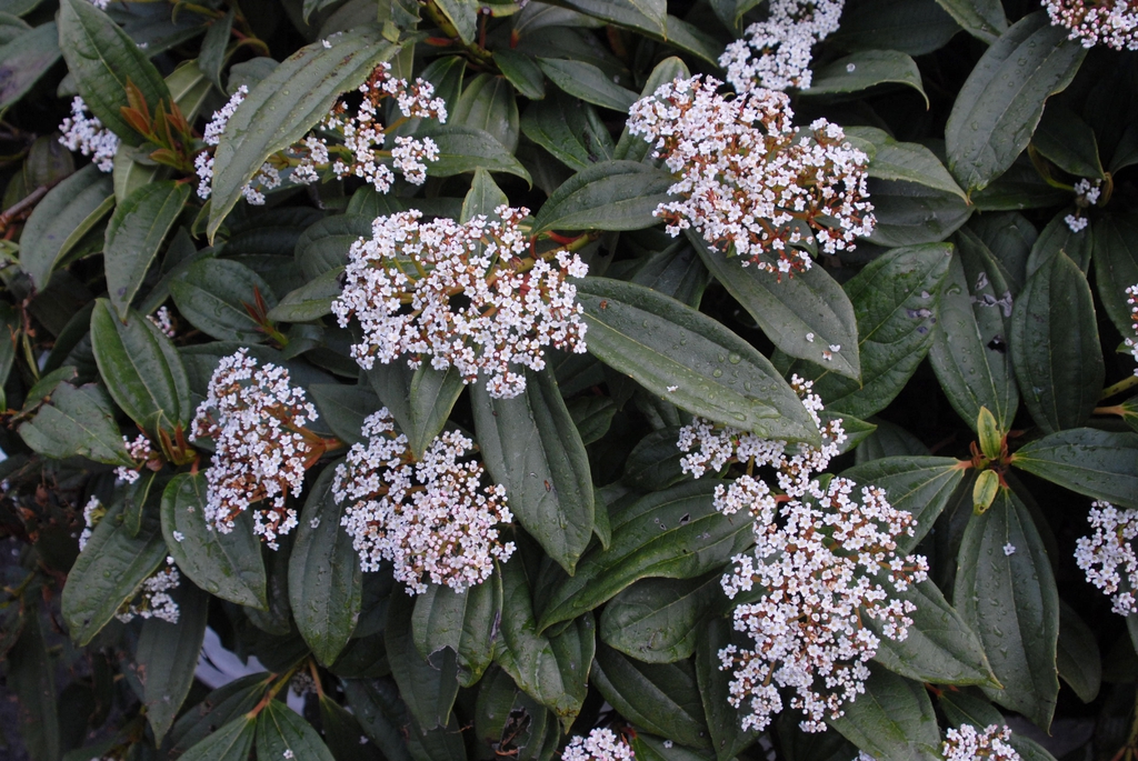 Flower and Leaf